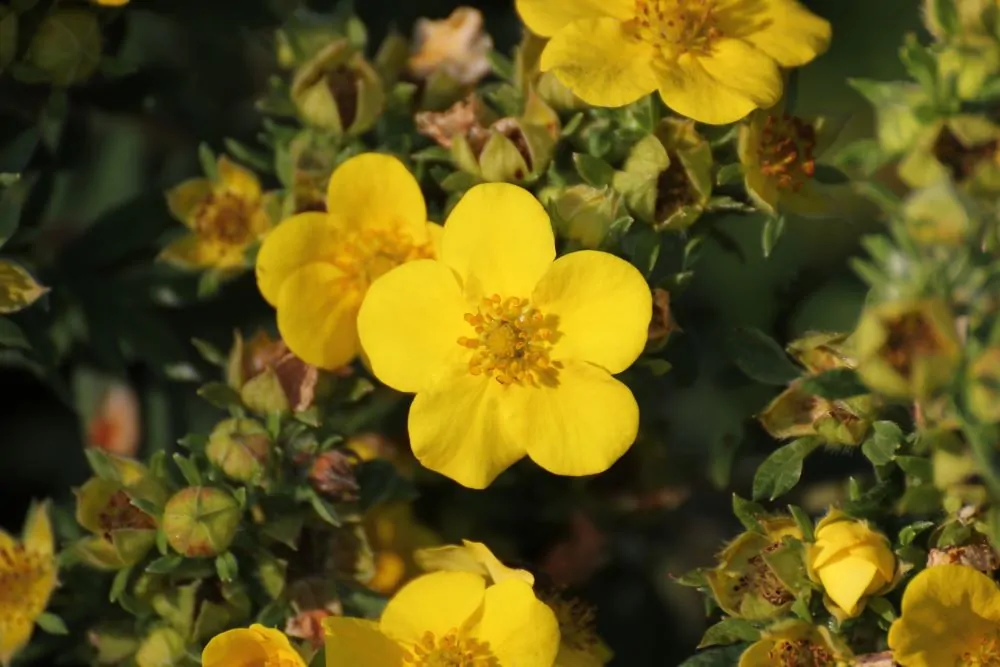 Shrubby Cinquefoil Bloom Image