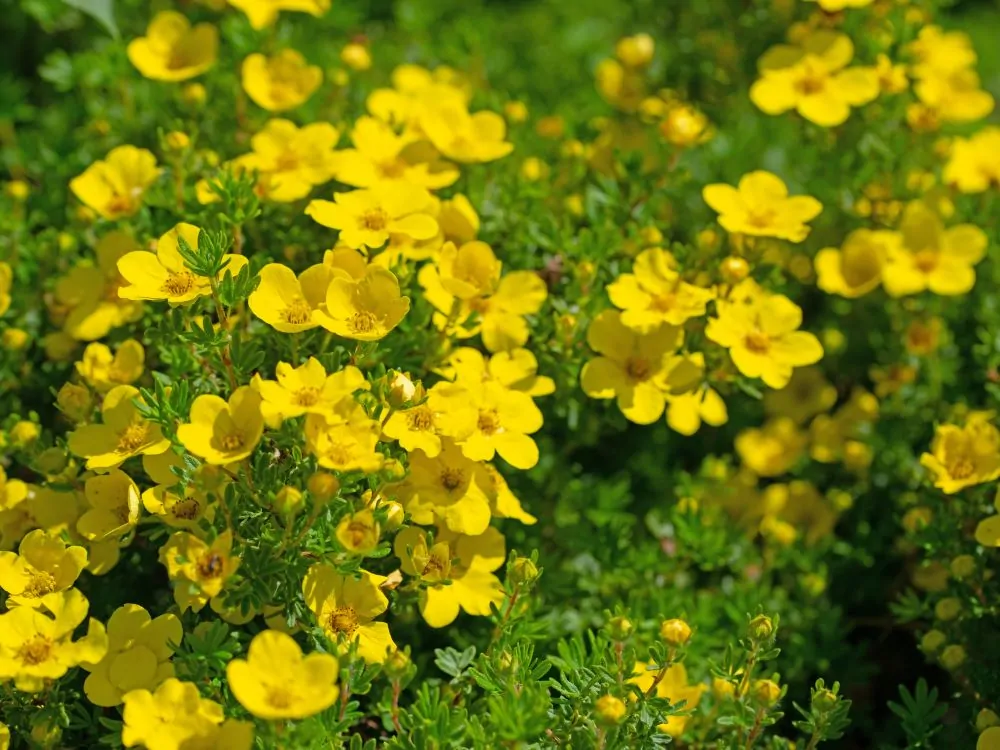 Shrubby Cinquefoil Image