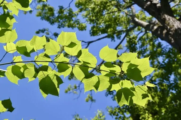 Striped Maple Leaves Image