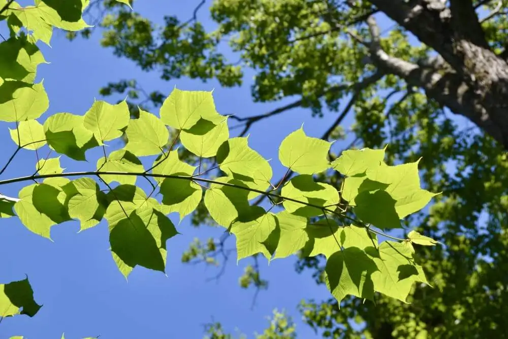 Striped Maple Leaves Image