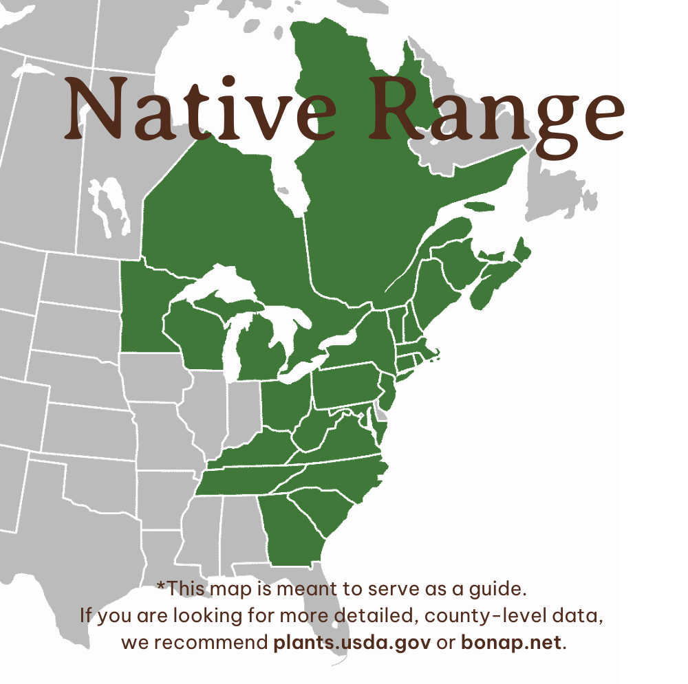 Striped Maple Range