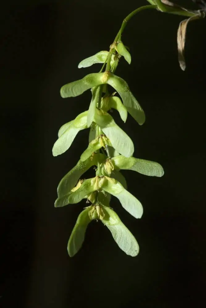 Striped Maple Seeds Image