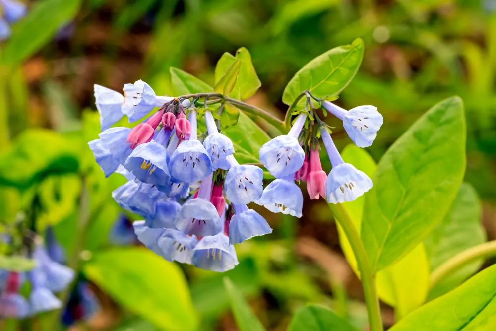 Virginia Bluebells image