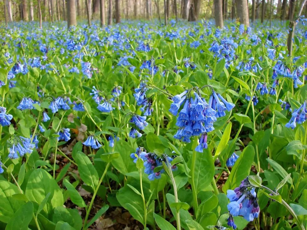 Virginia Bluebells image