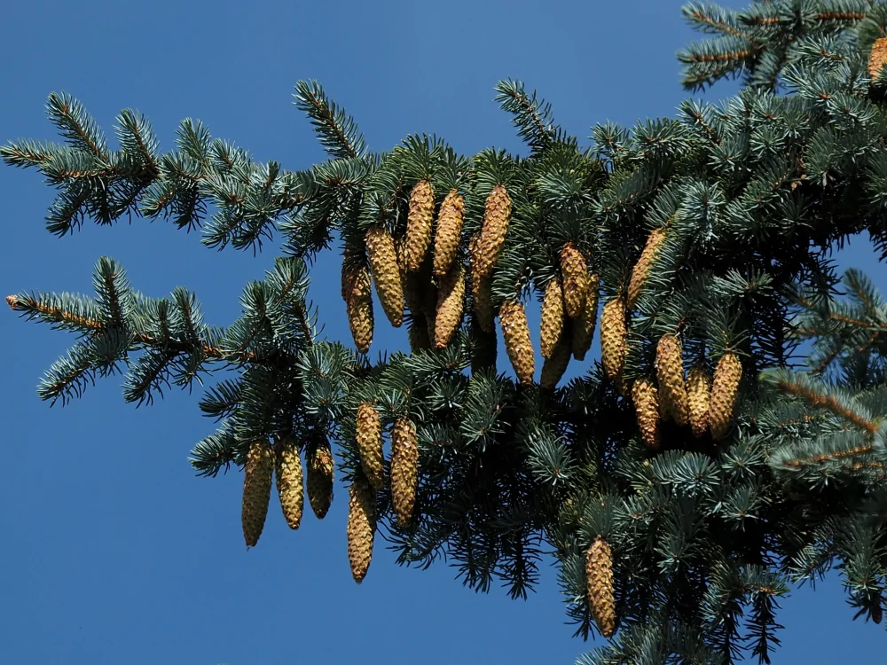White Spruce