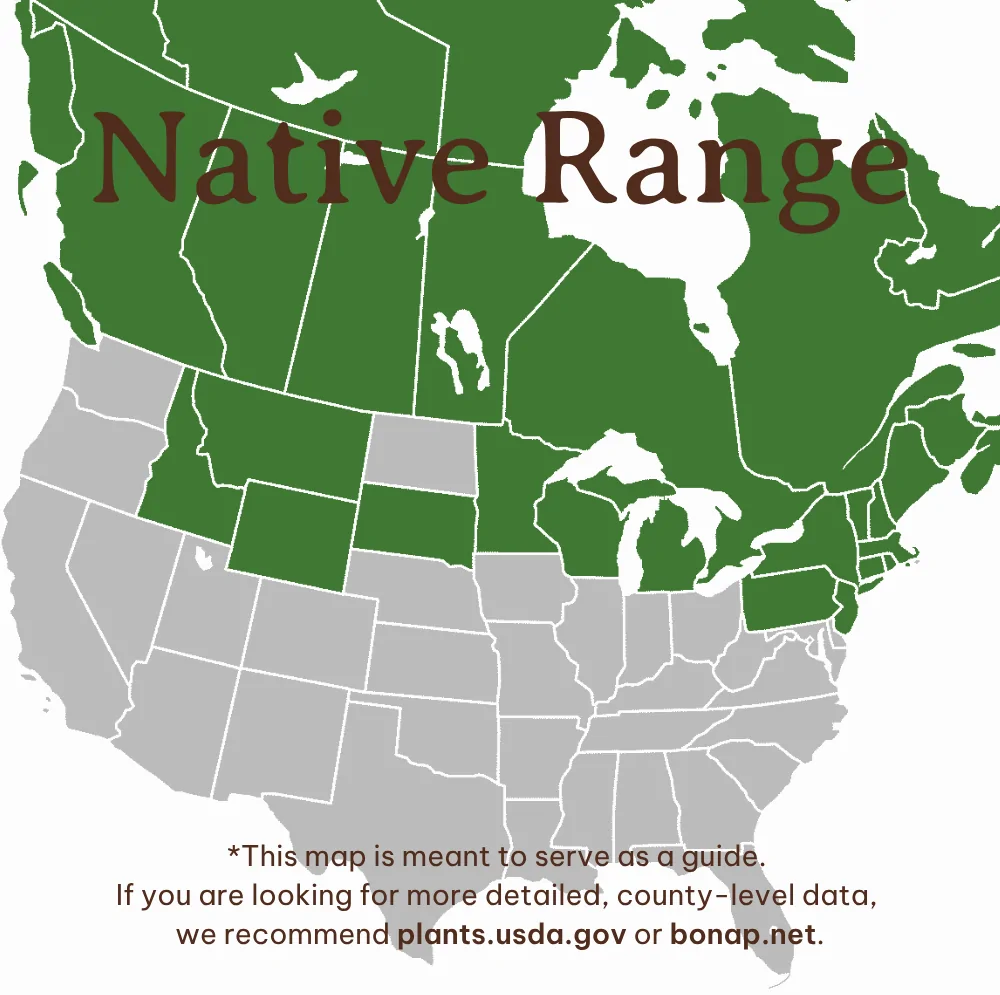 White Spruce - Image 4