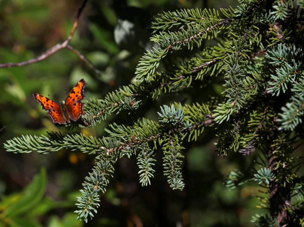 White Spruce - Image 3