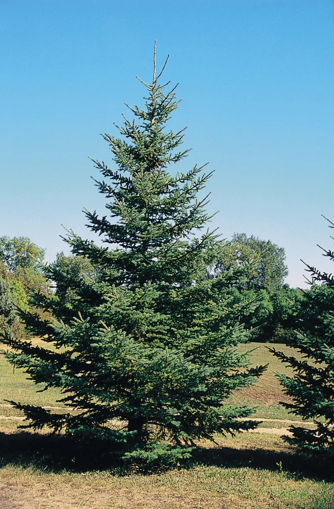 White Spruce - Image 2