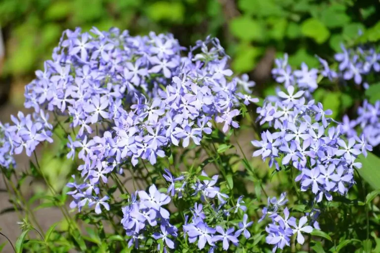 Wild Blue Phlox Blooms