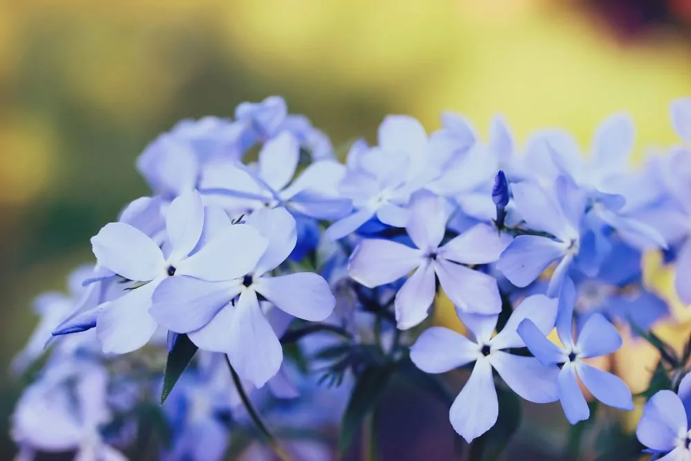 Wild Blue Phlox Closeup