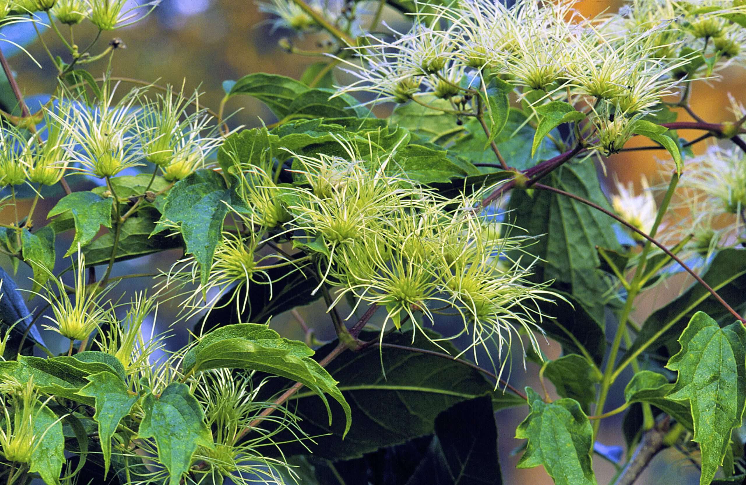Woodbine Seed Pods Image