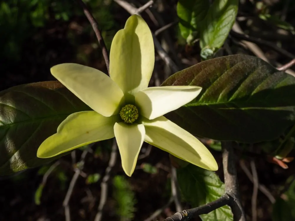 Cucumber Magnolia Bloom Image