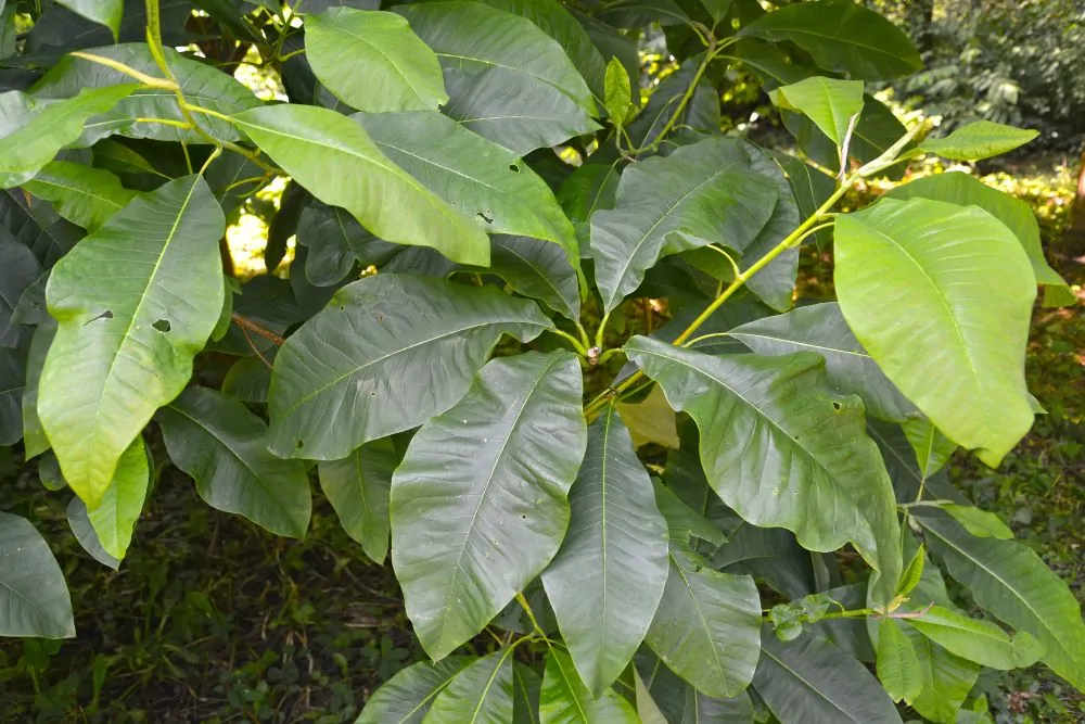 Cucumber Magnolia Leaves