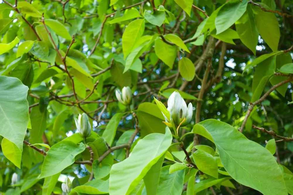 Cucumber Magnolia Image