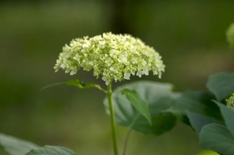 Smooth Hydrangea Bloom Image