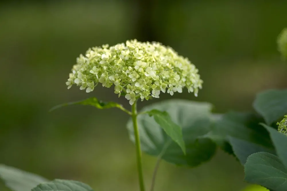 Smooth Hydrangea Bloom Image