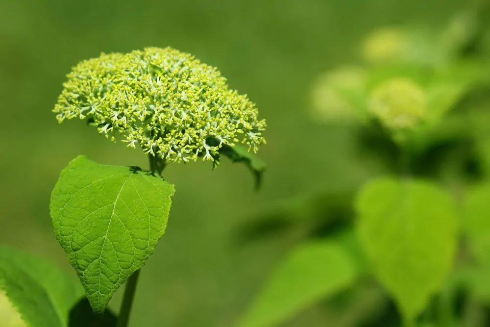 Smooth Hydrangea Early Bloom Image