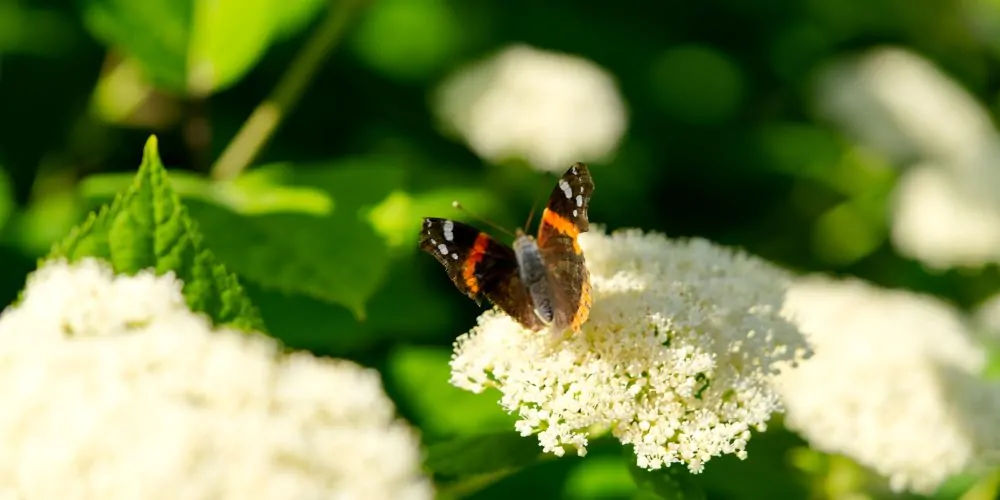 Smooth Hydrangea with Red Admiral Image