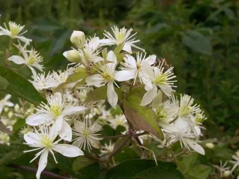Image of Woodbine Blooms
