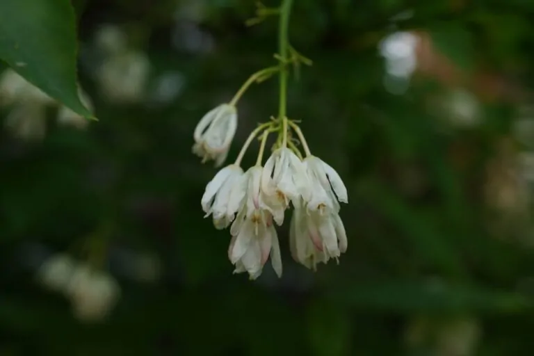 Bladdernut Blooms image
