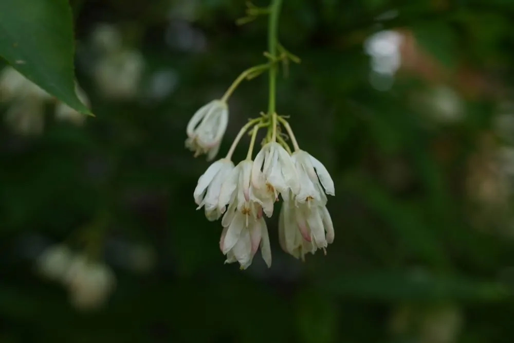 Bladdernut Blooms image