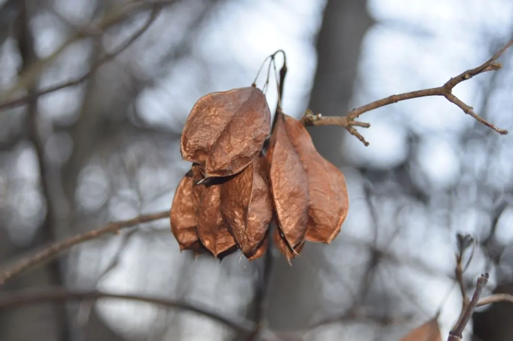 Bladdernut Ripe Seed Pods image