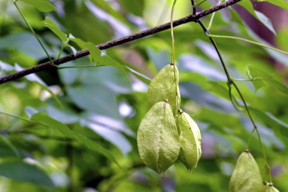 Bladdernut Unripe Seed Pods image