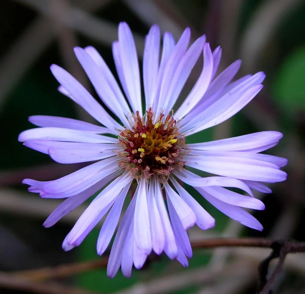 Climbing Aster Bloom image