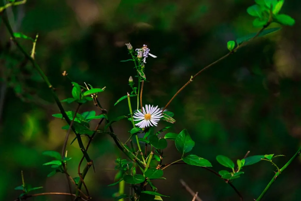 Climbing Aster image