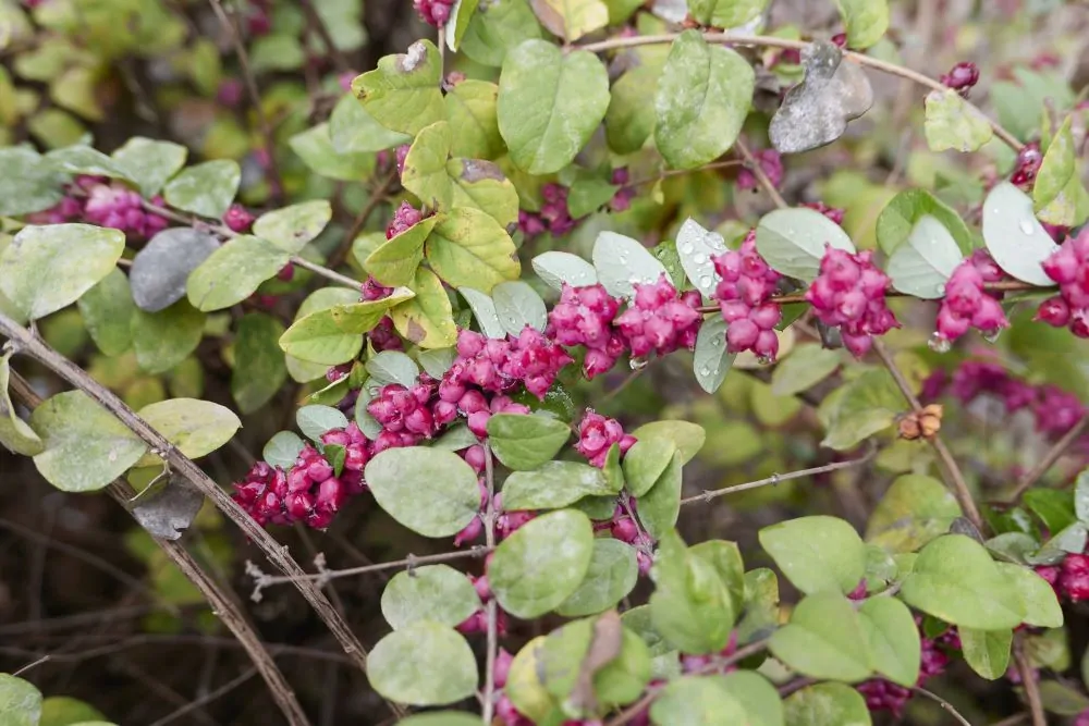 Coralberry Berries image