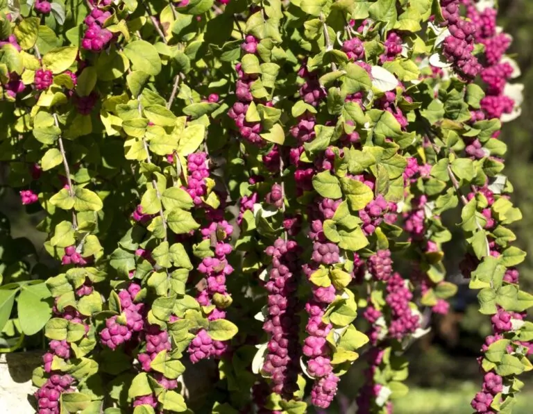 Coralberry Branches image