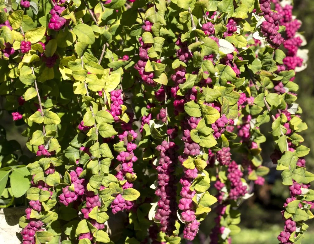 Coralberry Branches image