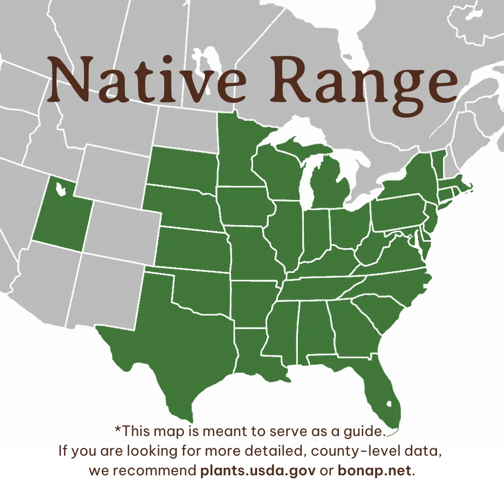 Coralberry Range