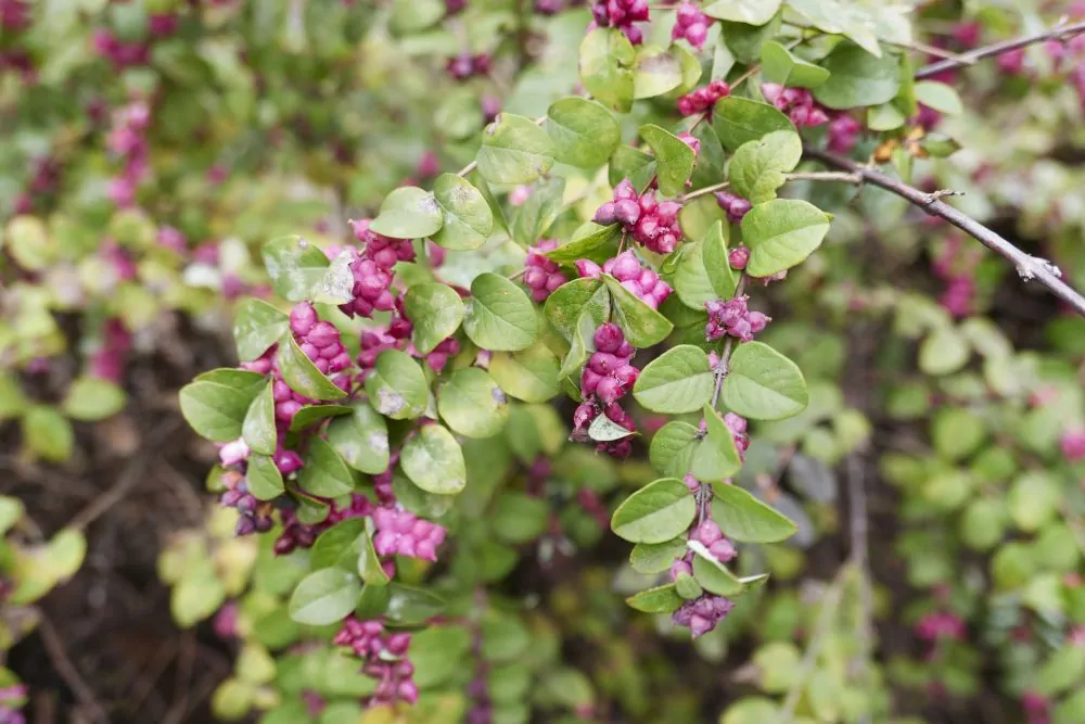 Coralberry image