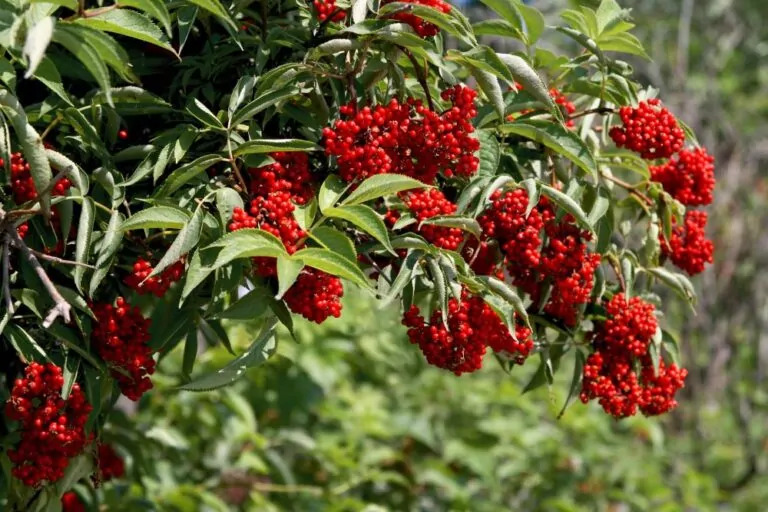 Red Elderberry Berries image
