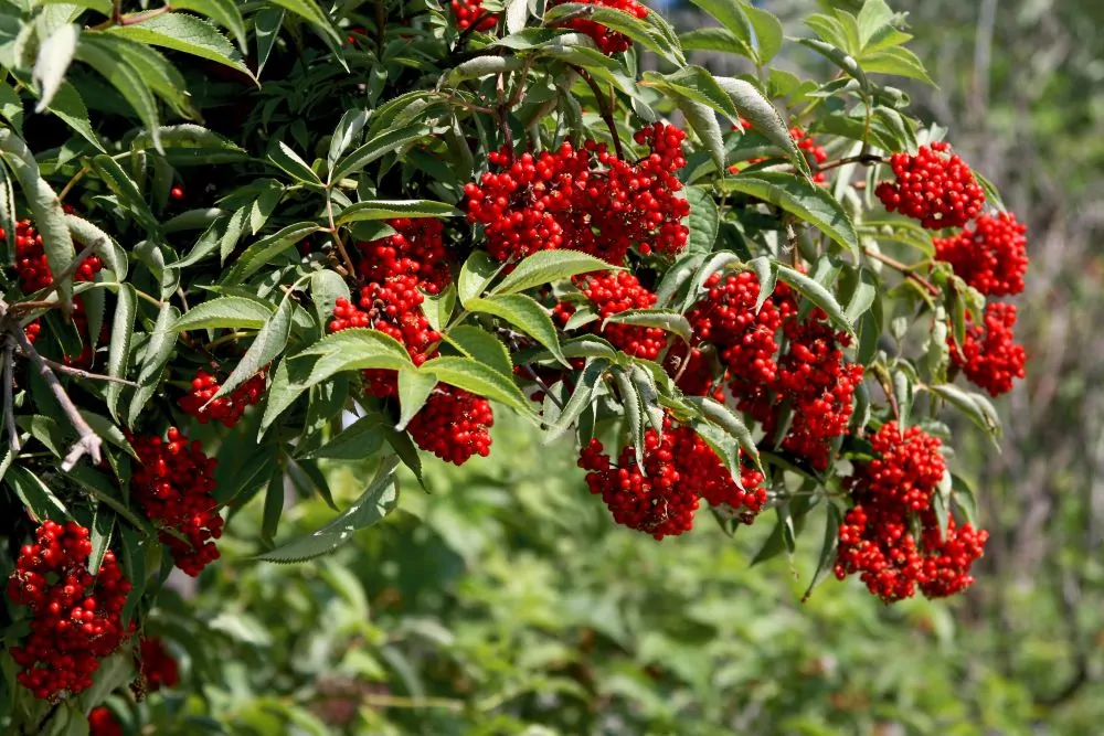 Red Elderberry Berries image