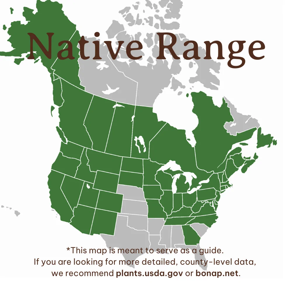 Red Elderberry Range