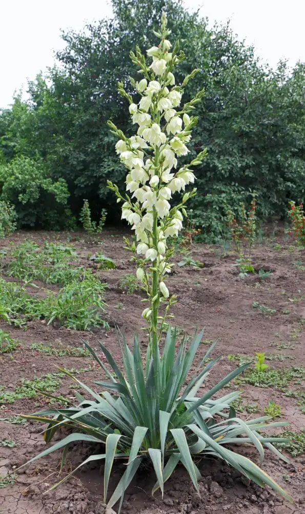 Adam's Needle - Image 3