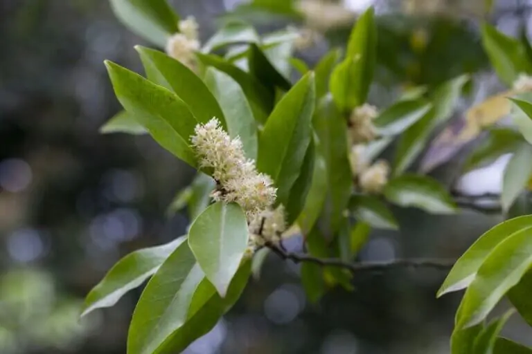 Carolina Cherry Laurel image