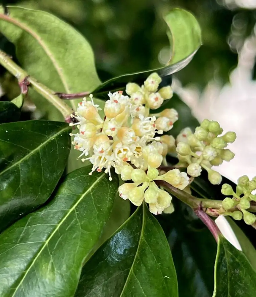 Carolina Cherry Laurel image