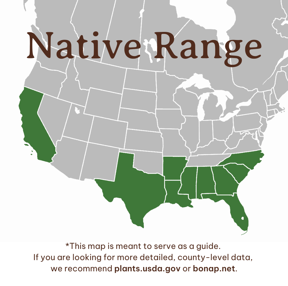 Carolina Cherry Laurel Range