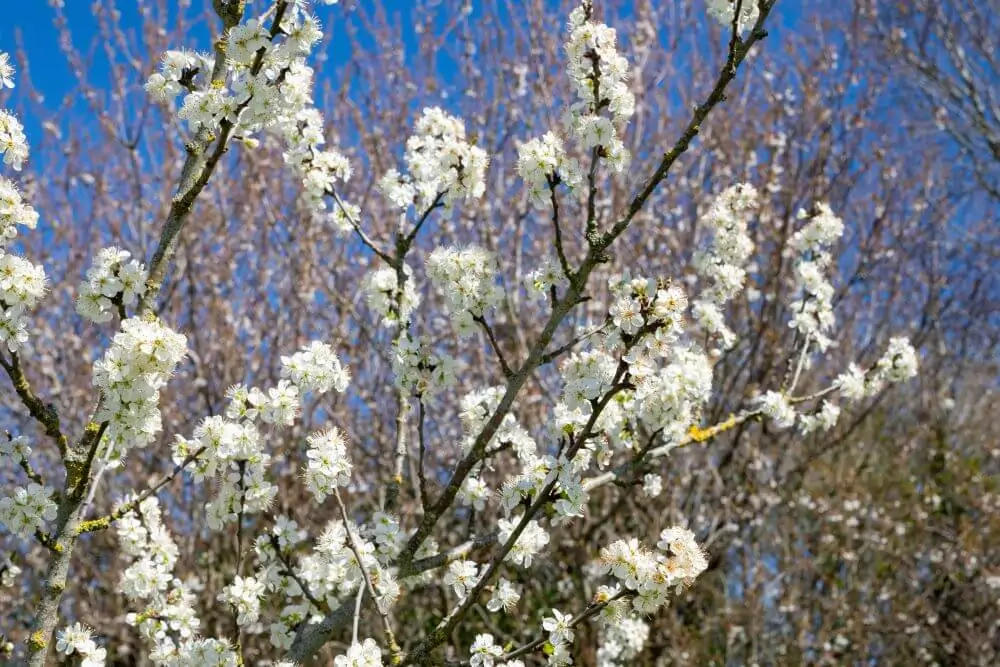 Chickasaw Plum image