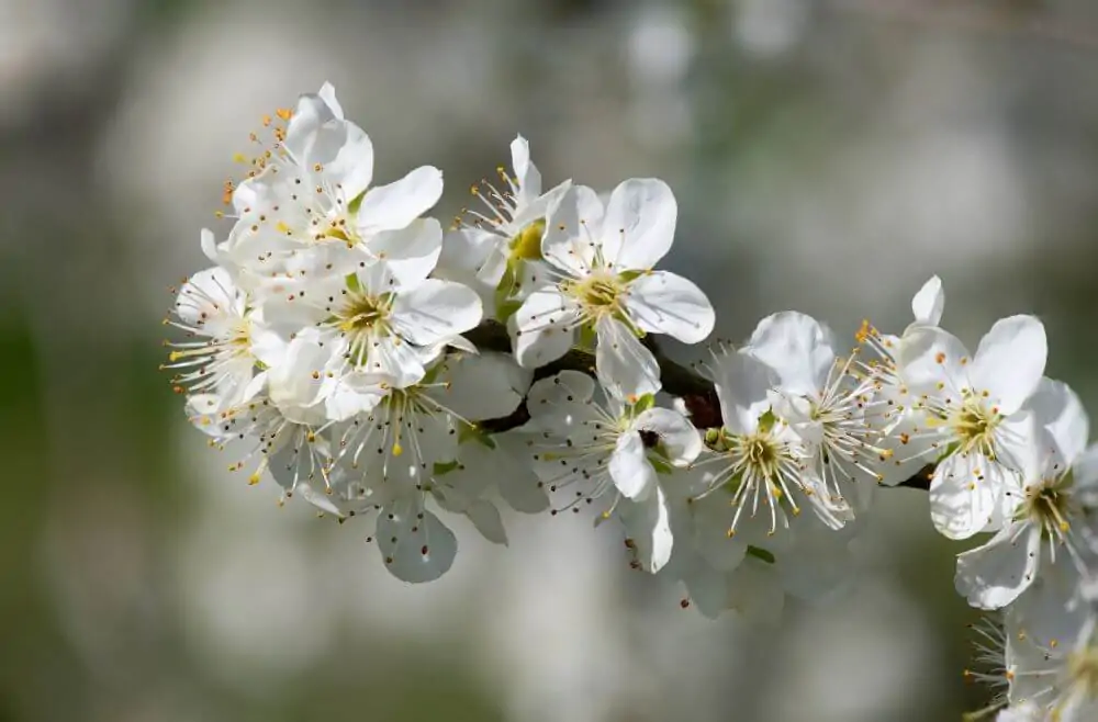 Chickasaw Plum image