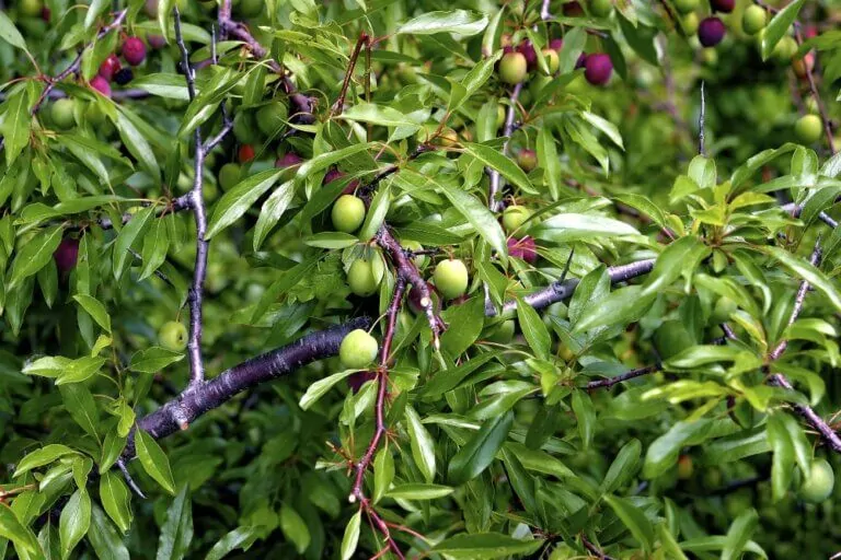 Chickasaw Plum fruit