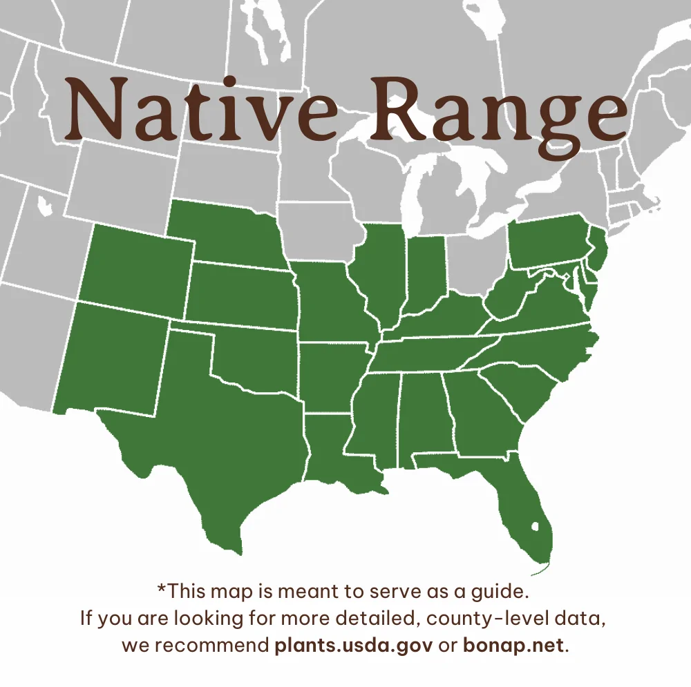 Chickasaw Plum Range