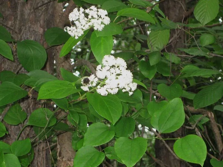 Climbing Hydrangea