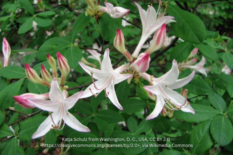 Image of a Coastal Azalea