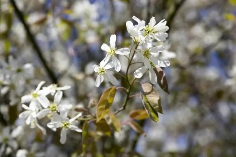 Dwarf Serviceberry