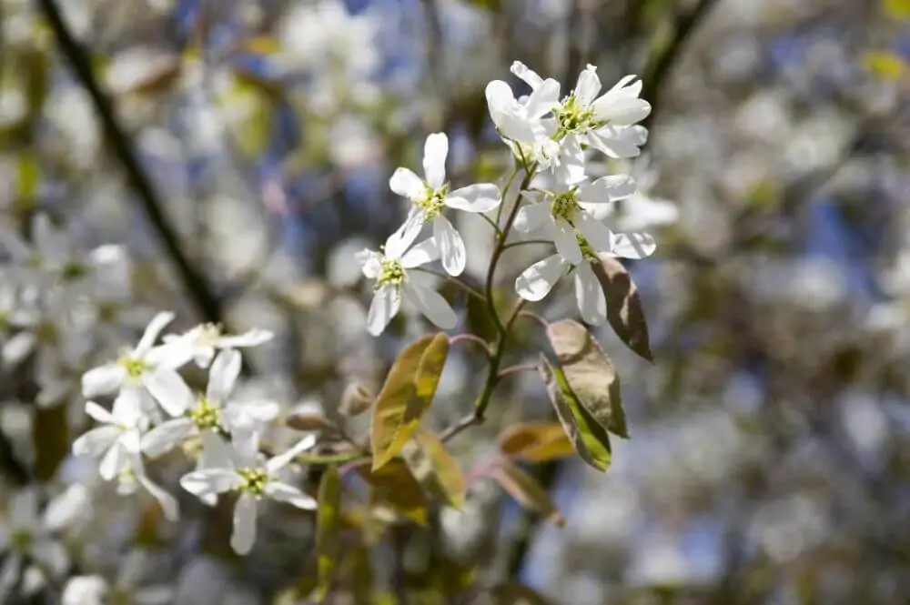 Dwarf Serviceberry