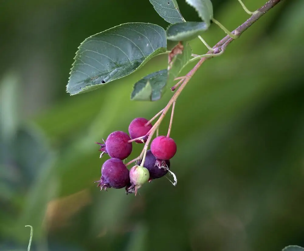 Dwarf Serviceberry - Image 2